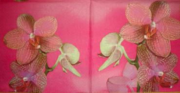 007 Orchideen